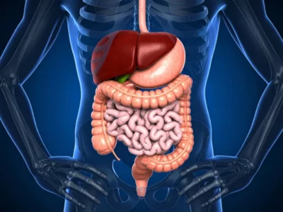 rendering of intestines